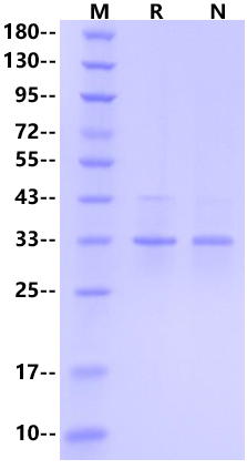 Nanobody-eGFP-002 Protein