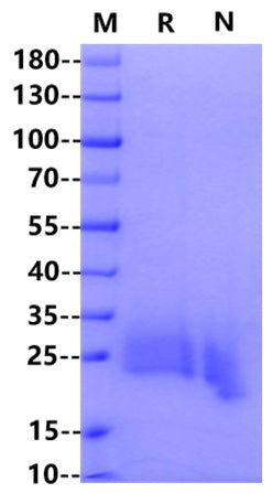IL-3 Protein, Mouse