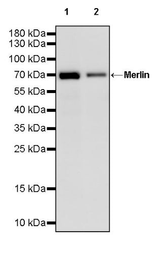Merlin Recombinant Rabbit mAb (S-2331-22)