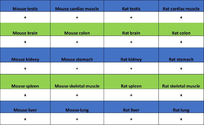 Glutathione Peroxidase 1 Recombinant Rabbit mAb (S-1714-17)