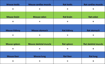 Glutathione Peroxidase 1 Recombinant Rabbit mAb (S-1714-17)