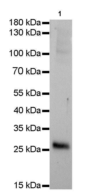 Calbindin Recombinant Rabbit mAb,PBS Only (SDT-034-11)