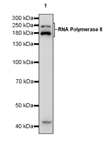 RNA Polymerase II Recombinant Rabbit mAb (S-969-102)