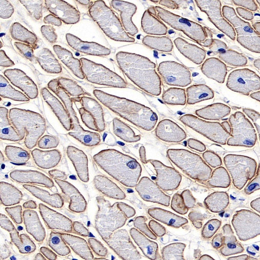 Dystrophin Recombinant Rabbit mAb (S-090-327)