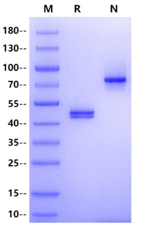 CD3E&CD3G Heterodimer, Fc, His Tag&Fc, Flag Tag Protein, Mouse