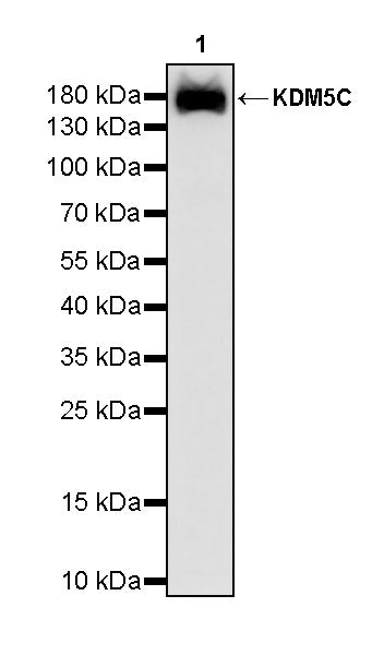KDM5C Recombinant Rabbit mAb (S-2958-146)