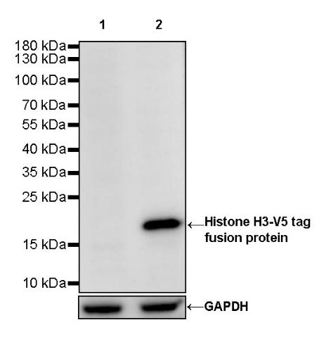 V5 Tag Mouse mAb (HRP Conjugate) (S-610-66)