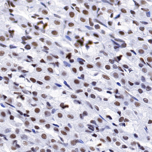 CREB Recombinant Rabbit mAb (S-1115-39)