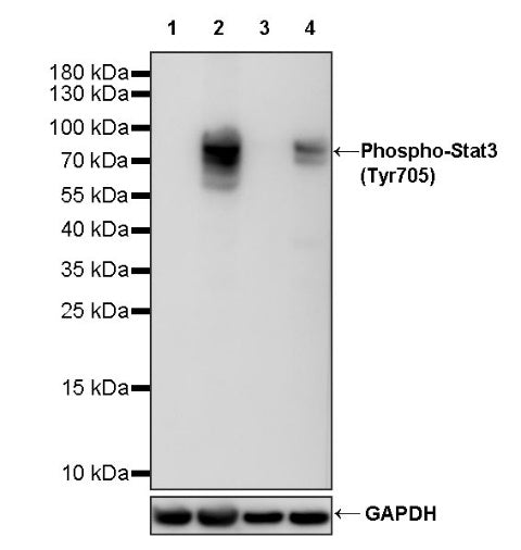 Phospho-Stat3 (Tyr705) Recombinant Rabbit mAb (S-515-360)