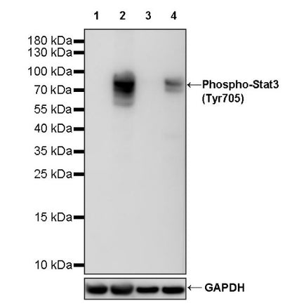 Phospho-Stat3 (Tyr705) Recombinant Rabbit mAb (S-515-360)