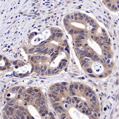 eIF3G Rabbit Polyclonal Antibody