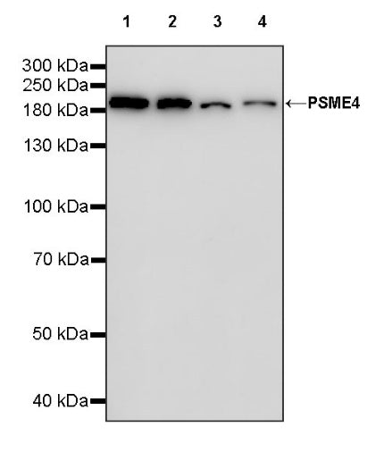 PSME4 Recombinant Rabbit mAb (S-1502-70)