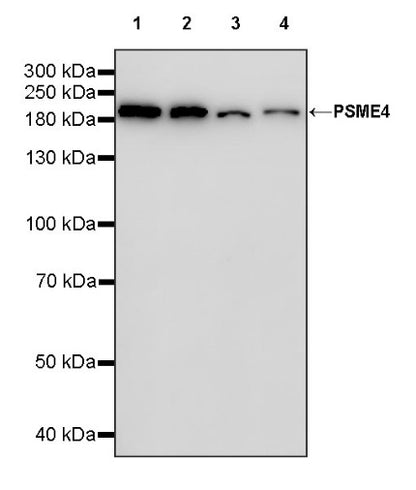 PSME4 Recombinant Rabbit mAb (S-1502-70)