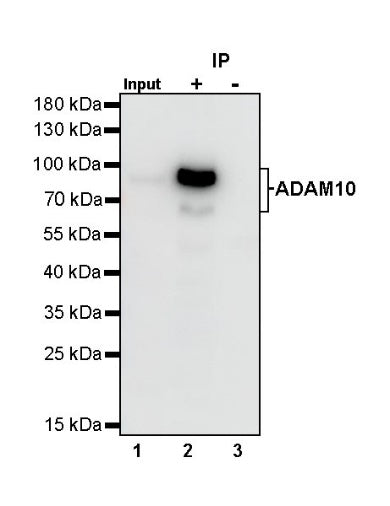 ADAM10 Rabbit polyclonal antibody