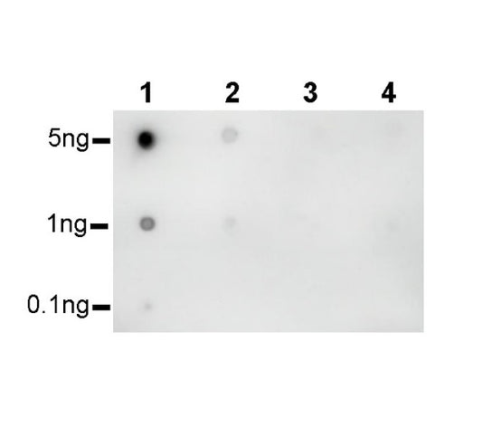 Histone H3 (tri methyl K27) Recombinant Rabbit mAb (SDT-431-118)