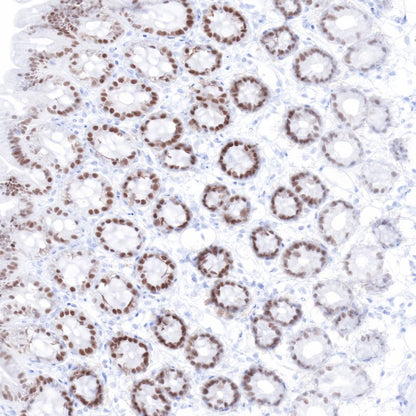 CDX2 Recombinant Rabbit mAb (SDT-134-76)