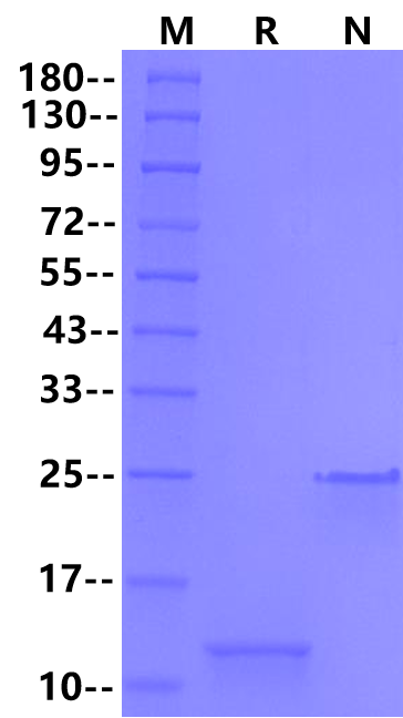 TGF-β1 Protein, Mouse/Rat