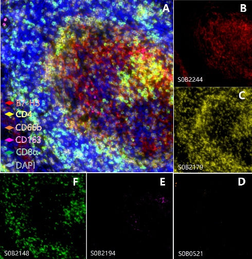 B7-H3, CD4, CD66b, CD163, CD8α Antibody Panel