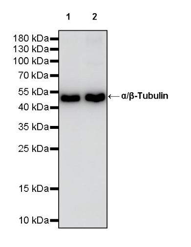 α/β-Tubulin Antibody Rabbit Polyclonal Antibody