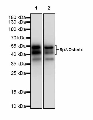 Sp7/Osterix Recombinant Rabbit mAb (SDT-3238-16)