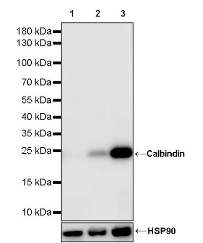 Calbindin Recombinant Rabbit mAb (S-774-378)
