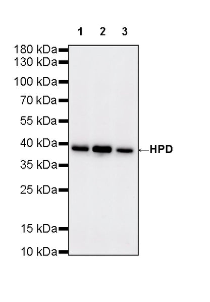 HPD Recombinant Rabbit mAb (S-4536-65)