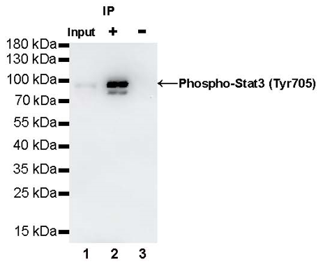 Phospho-Stat3 (Tyr705) Recombinant Rabbit mAb (S-1829-143)
