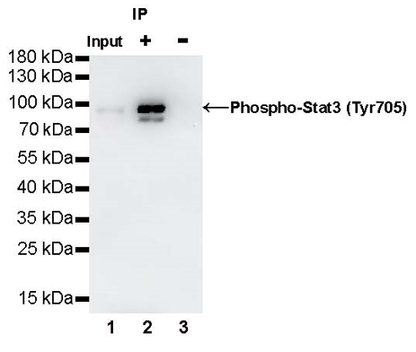 Phospho-Stat3 (Tyr705) Recombinant Rabbit mAb (S-1829-143)