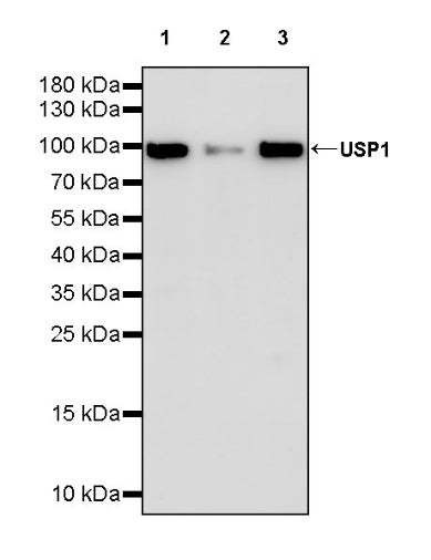 USP1 Recombinant Rabbit mAb (S-2813-10)