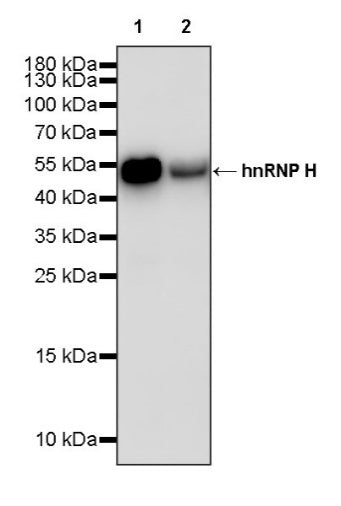 hnRNP H Rabbit Polyclonal Antibody