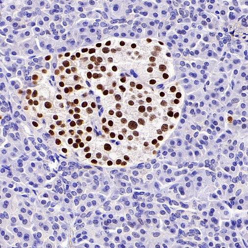 Islet1 Recombinant Rabbit mAb (SDT-2349-17)