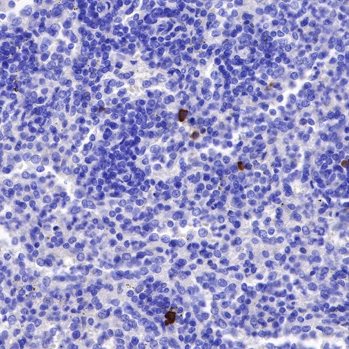Human IgG3 F(c) Recombinant Rabbit mAb (S-459-75)