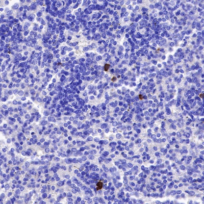 Human IgG3 F(c) Recombinant Rabbit mAb (S-459-75)