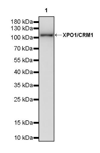 XPO1/CRM1 Recombinant Rabbit mAb (S-3309-7)