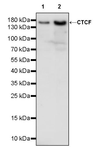 CTCF Recombinant Rabbit mAb (S-1822-42)