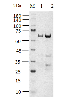 PARP14, GST Tag Protein