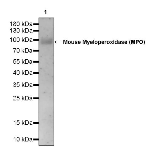 Invivo Anti-Mouse Myeloperoxidase (MPO) Recombinant mAb