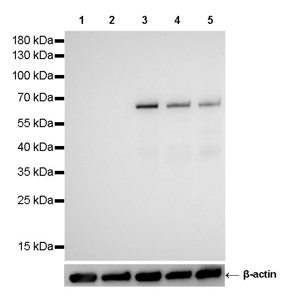 SMAD4 Recombinant Rabbit mAb (SDT-168-67)