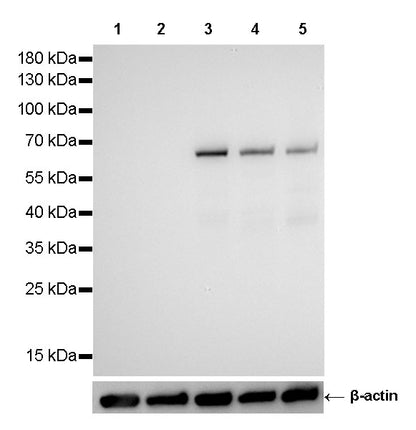 SMAD4 Recombinant Rabbit mAb (SDT-168-67)