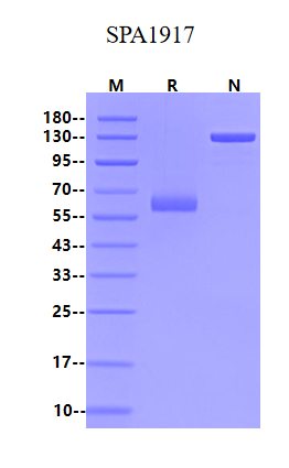 BTN1A1/Butyrophilin Fc Chimera Protein, Human