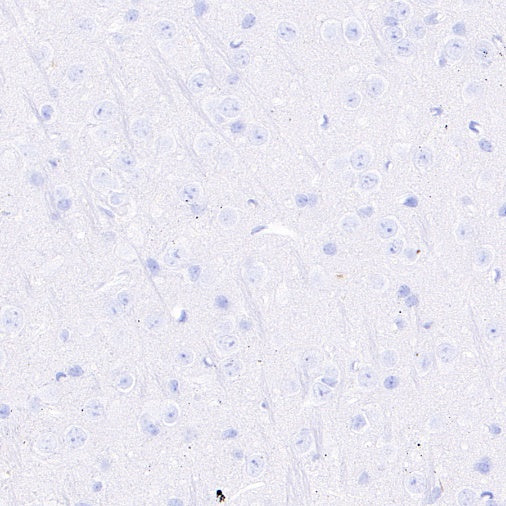 Rabbit mAb IgG Isotype Control (SDT-R173)