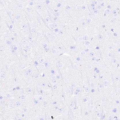 Rabbit mAb IgG Isotype Control (SDT-R173)