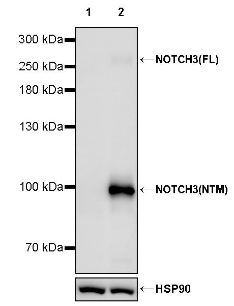 NOTCH3 Recombinant Rabbit mAb (S-2391-113)