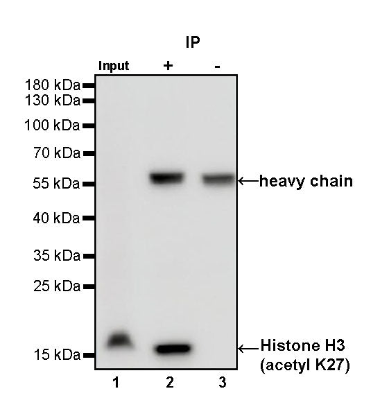Histone H3 (acetyl K27) Recombinant Rabbit mAb (S-699-50)