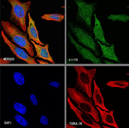 SIRT6 Rabbit Polyclonal Antibody