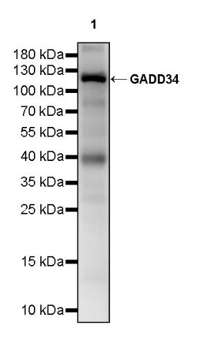 GADD34 Recombinant Rabbit mAb (S-2267-246)