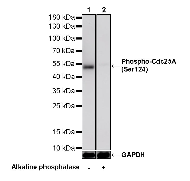 Phospho-Cdc25A (Ser124) Recombinant Rabbit mAb (S-5057-5)