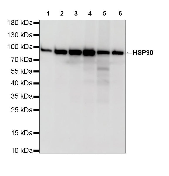 HSP90 Recombinant Mouse mAb (S-5484)