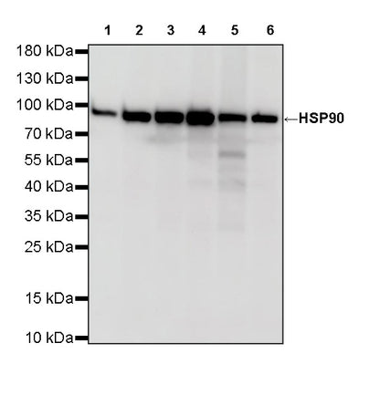 HSP90 Recombinant Mouse mAb (S-5484)