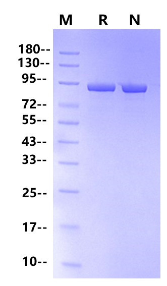 Pfu DNA Polymerase Ⅱ